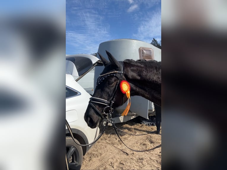 Oldenburger Wallach 4 Jahre 167 cm Rappe in Rochau