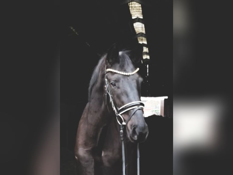 Oldenburger Wallach 4 Jahre 167 cm Rappe in Rochau