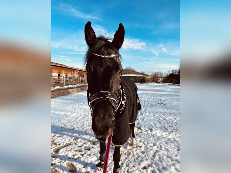 Oldenburger Wallach 4 Jahre 167 cm Rappe in Klagenfurt