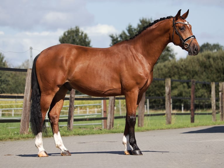 Oldenburger Wallach 4 Jahre 167 cm Rotbrauner in Lingen