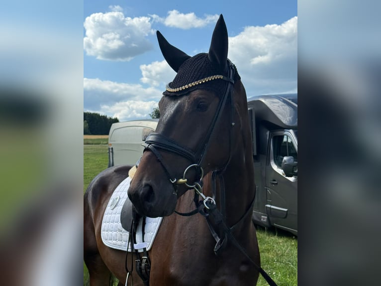 Oldenburger Wallach 4 Jahre 167 cm Schwarzbrauner in Eschweiler