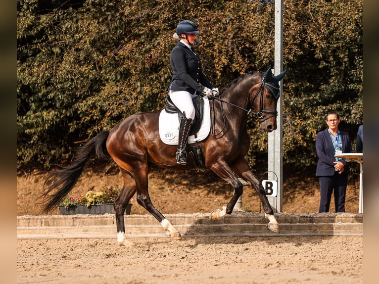 Oldenburger Wallach 4 Jahre 167 cm Schwarzbrauner in Eschweiler