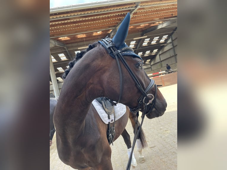 Oldenburger Wallach 4 Jahre 167 cm Schwarzbrauner in Eschweiler