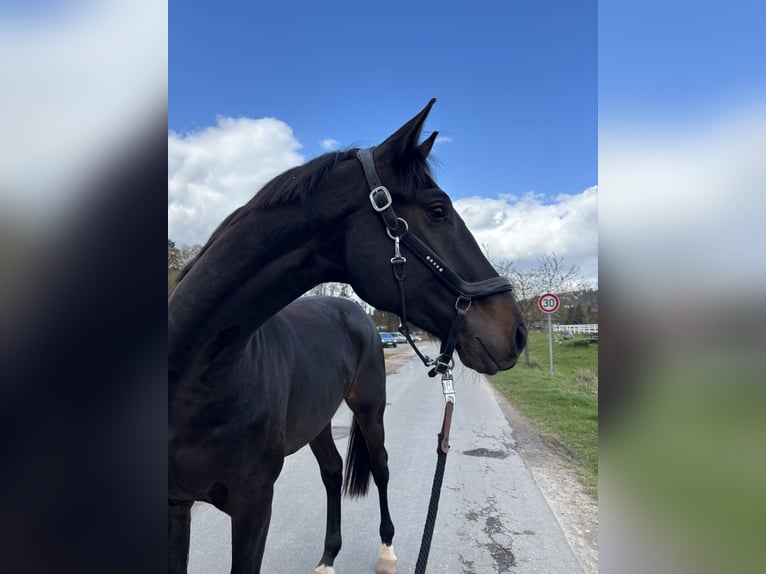Oldenburger Wallach 4 Jahre 167 cm Schwarzbrauner in Holzen