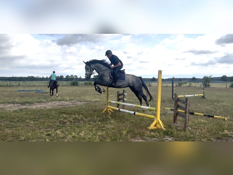Oldenburger Wallach 4 Jahre 168 cm Apfelschimmel in L&#xF6;wenberger Land
