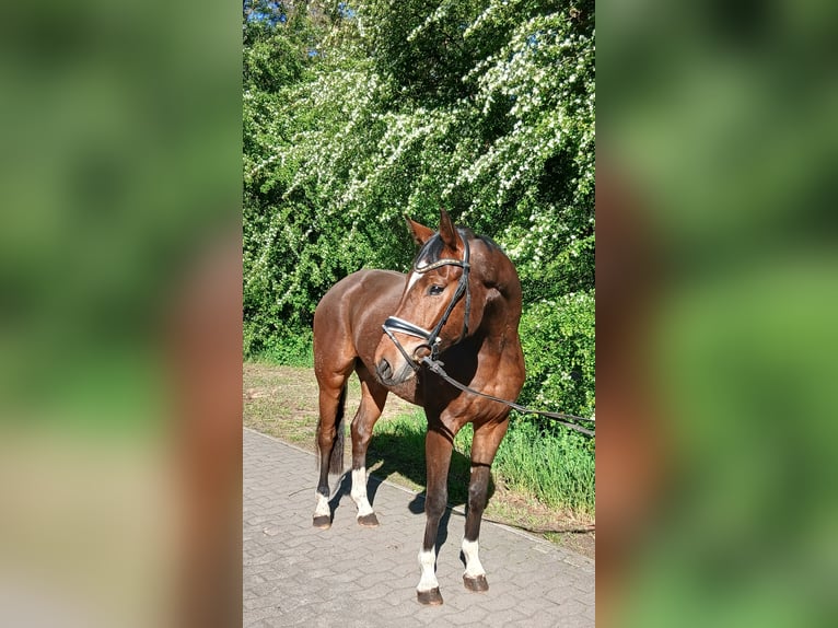 Oldenburger Wallach 4 Jahre 168 cm Brauner in Barenburg