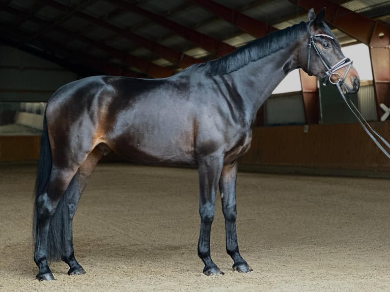 Oldenburger Wallach 4 Jahre 168 cm Brauner in Kietz