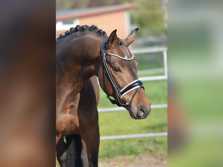 Oldenburger Wallach 4 Jahre 168 cm Brauner in Vechta
