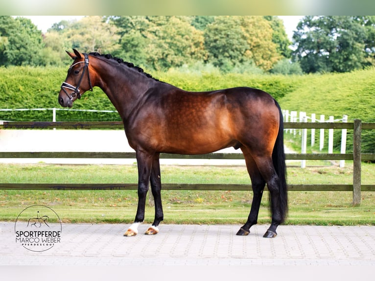 Oldenburger Wallach 4 Jahre 168 cm Brauner in Visbek