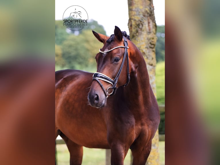 Oldenburger Wallach 4 Jahre 168 cm Brauner in Visbek