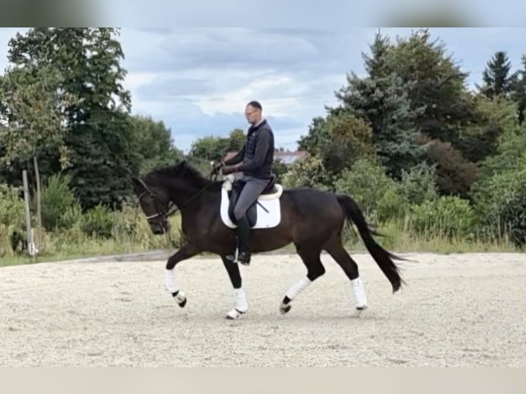 Oldenburger Wallach 4 Jahre 168 cm Dunkelbrauner in Priestewitz