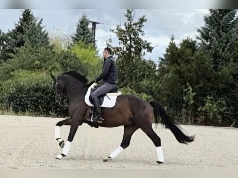 Oldenburger Wallach 4 Jahre 168 cm Dunkelbrauner in Priestewitz