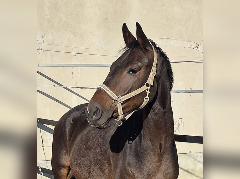 Oldenburger Wallach 4 Jahre 168 cm Dunkelbrauner in Priestewitz
