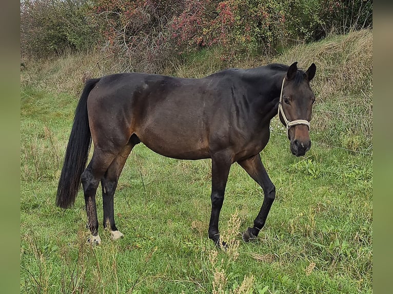 Oldenburger Wallach 4 Jahre 168 cm Dunkelbrauner in Priestewitz