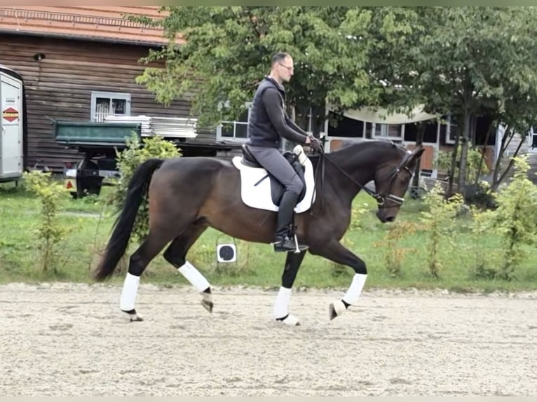 Oldenburger Wallach 4 Jahre 168 cm Dunkelbrauner in Priestewitz