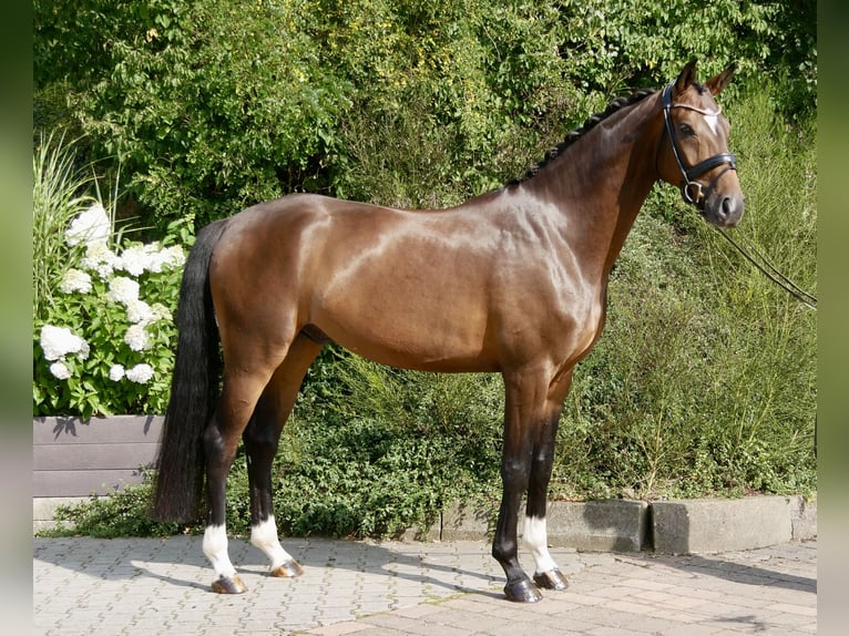 Oldenburger Wallach 4 Jahre 168 cm Dunkelbrauner in Niederkirchen