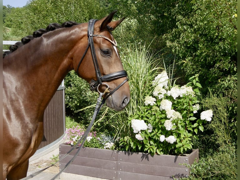 Oldenburger Wallach 4 Jahre 168 cm Dunkelbrauner in Niederkirchen