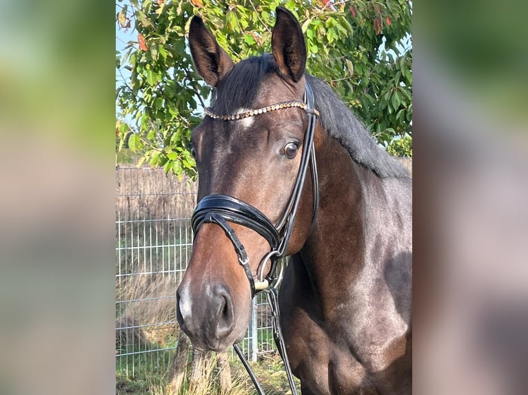 Oldenburger Wallach 4 Jahre 168 cm Dunkelbrauner in Dötlingen