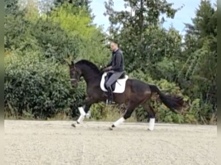 Oldenburger Wallach 4 Jahre 168 cm Dunkelbrauner in Priestewitz