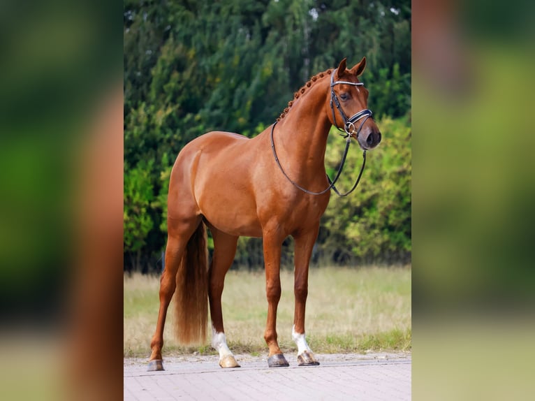 Oldenburger Wallach 4 Jahre 168 cm Dunkelfuchs in Lingen
