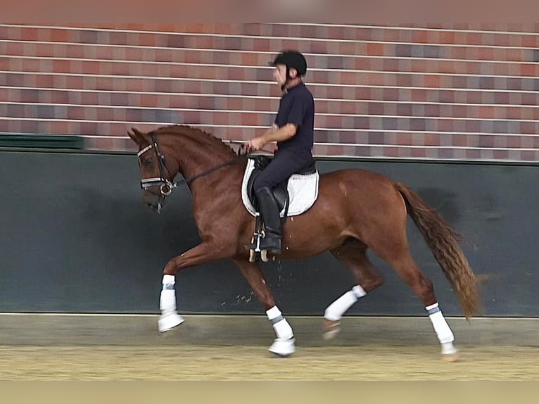Oldenburger Wallach 4 Jahre 168 cm Dunkelfuchs in Lingen
