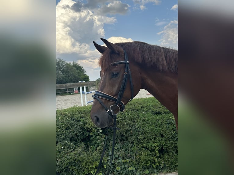 Oldenburger Wallach 4 Jahre 168 cm Fuchs in Münster