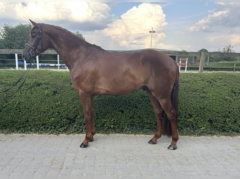 Oldenburger Wallach 4 Jahre 168 cm Fuchs in Münster