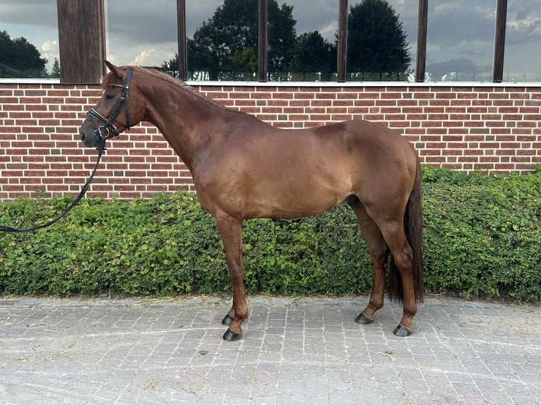 Oldenburger Wallach 4 Jahre 168 cm Fuchs in Münster