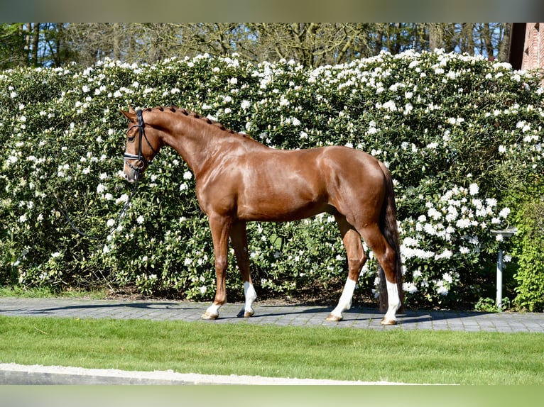 Oldenburger Wallach 4 Jahre 168 cm Fuchs in Vechta