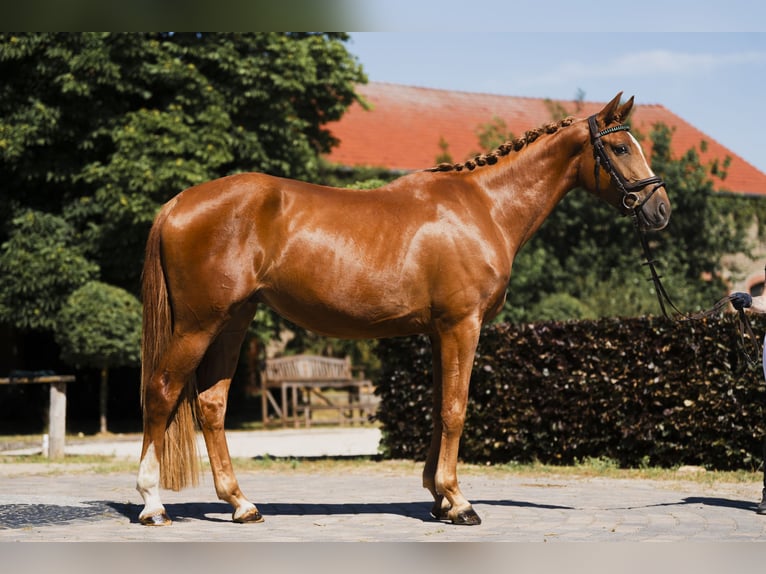 Oldenburger Wallach 4 Jahre 168 cm Fuchs in Zossen