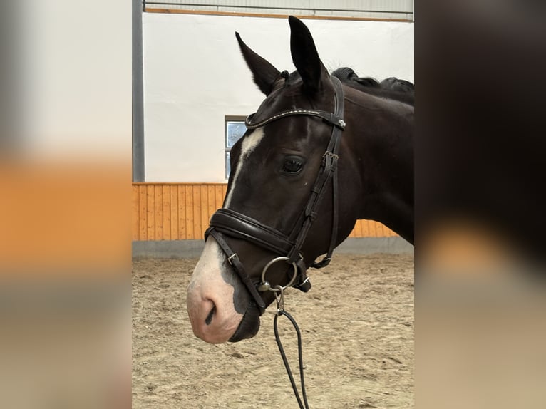 Oldenburger Wallach 4 Jahre 168 cm Rappe in Kirchlengern
