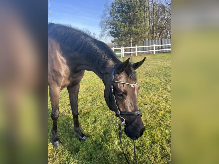 Oldenburger Wallach 4 Jahre 168 cm Rappe in Stuhr