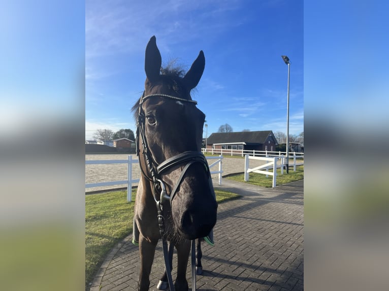 Oldenburger Wallach 4 Jahre 168 cm Rappe in Stuhr