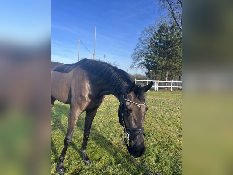 Oldenburger Wallach 4 Jahre 168 cm Rappe in Stuhr