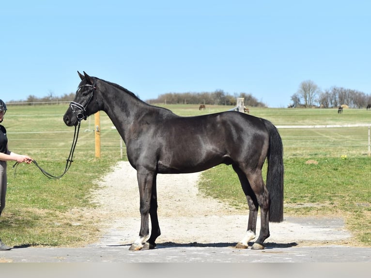 Oldenburger Wallach 4 Jahre 168 cm Rappe in Herbstein