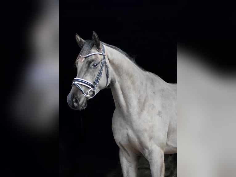 Oldenburger Wallach 4 Jahre 168 cm Rappe in Herbstein