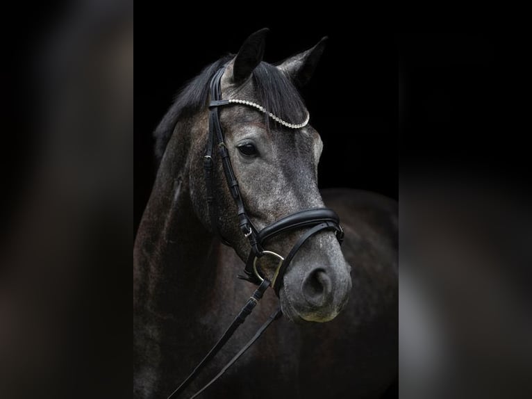 Oldenburger Wallach 4 Jahre 168 cm Rappschimmel in Traismauer