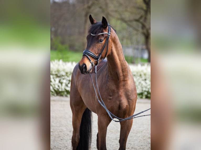 Oldenburger Wallach 4 Jahre 169 cm Brauner in Elmlohe