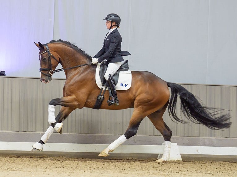 Oldenburger Wallach 4 Jahre 169 cm Brauner in Mnster-Handorf