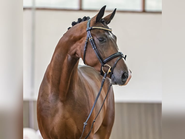 Oldenburger Wallach 4 Jahre 169 cm Brauner in Mnster-Handorf