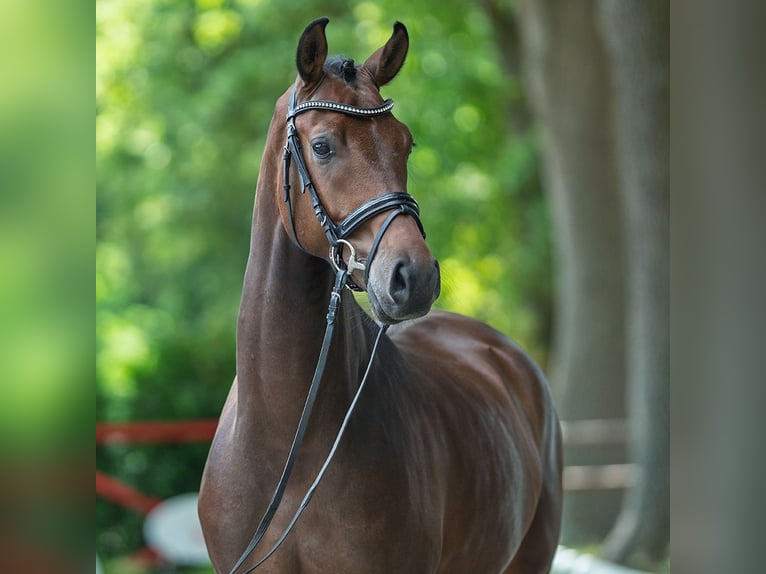 Oldenburger Wallach 4 Jahre 169 cm Brauner in M&#xFC;nster-Handorf