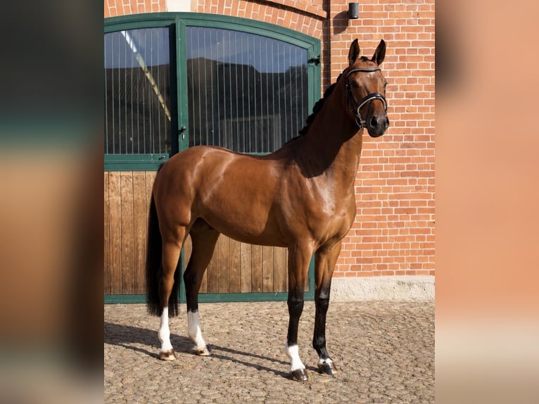 Oldenburger Wallach 4 Jahre 169 cm Brauner in Kirchlinteln