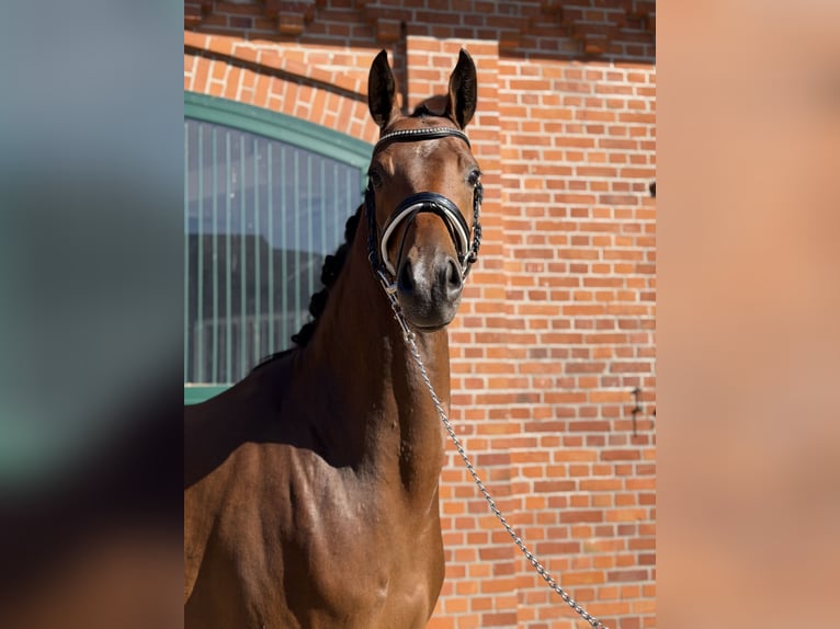 Oldenburger Wallach 4 Jahre 169 cm Brauner in Kirchlinteln