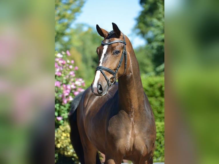 Oldenburger Wallach 4 Jahre 169 cm Brauner in Vechta