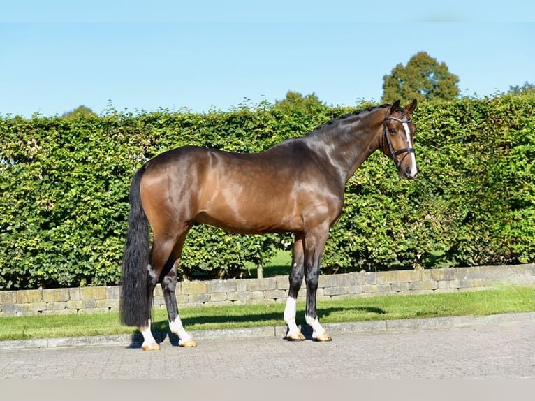 Oldenburger Wallach 4 Jahre 169 cm Brauner in Vechta