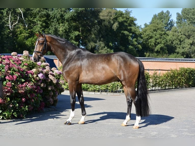 Oldenburger Wallach 4 Jahre 169 cm Brauner in Vechta