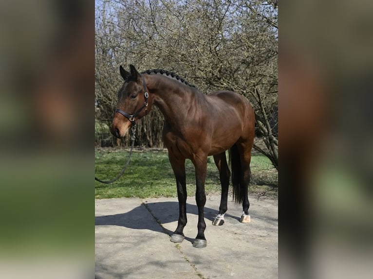 Oldenburger Wallach 4 Jahre 169 cm Brauner in Budapest