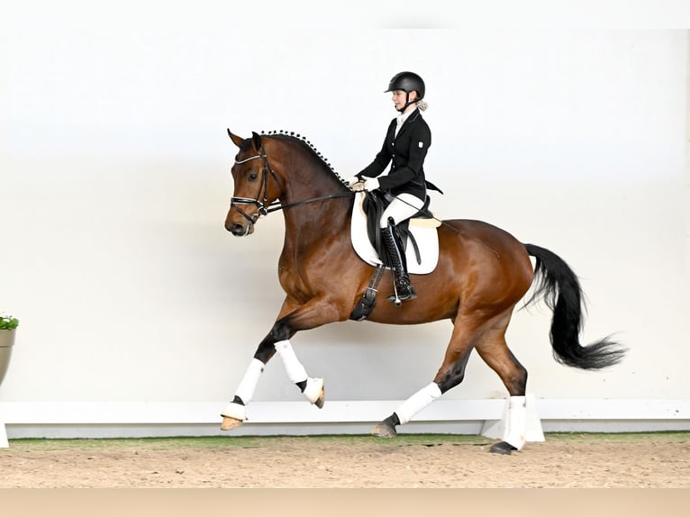 Oldenburger Wallach 4 Jahre 169 cm  in Saerbeck