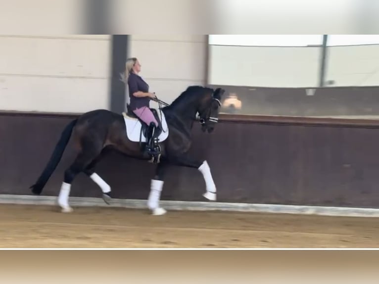 Oldenburger Wallach 4 Jahre 169 cm Dunkelbrauner in Essen