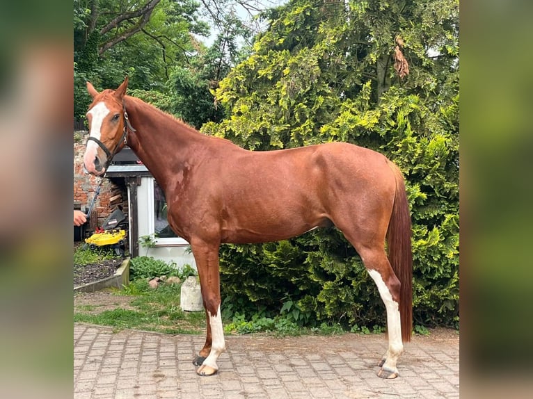 Oldenburger Wallach 4 Jahre 169 cm Dunkelfuchs in Möckern